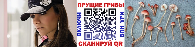 купить закладку  Звенигород  Псилоцибиновые грибы Magic Shrooms 